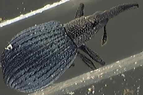 Apion atratum